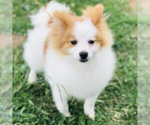 Pomeranian Dogs for adoption in Cumming, GA, USA