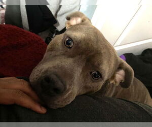 American Pit Bull Terrier-Unknown Mix Dogs for adoption in Woodland, CA, USA