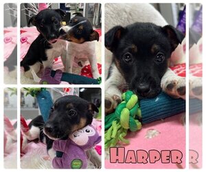 Jack-Rat Terrier Dogs for adoption in Pierceton , IN, USA