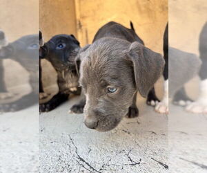 Mutt Dogs for adoption in Oklahoma City, OK, USA