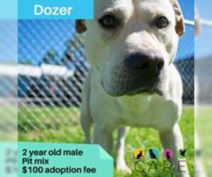 American Pit Bull Terrier-Unknown Mix Dogs for adoption in Jefferson City, TN, USA