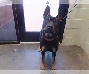 Shepweiller Dogs for adoption in Tulsa, OK, USA