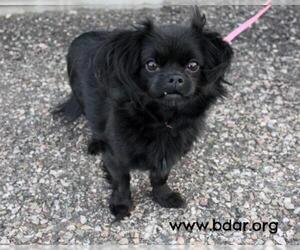 Cheeks Dogs for adoption in Cheyenne, WY, USA