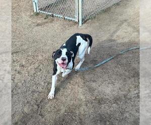 American Pit Bull Terrier Dogs for adoption in Ocala, FL, USA
