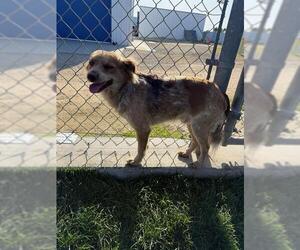 Australian Shepherd-Unknown Mix Dogs for adoption in Bakersfield, CA, USA
