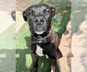 American Staffordshire Terrier-Labrador Retriever Mix Dogs for adoption in San Juan Capistrano, CA, USA
