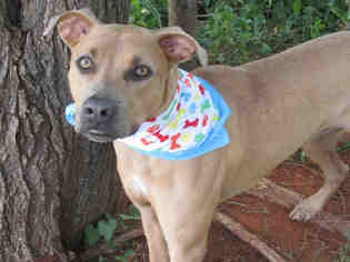 Medium Photo #1 Boxer-Unknown Mix Puppy For Sale in Oklahoma City, OK, USA