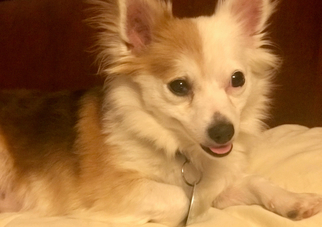Chiranian Dogs for adoption in Nashville, TN, USA