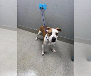 Mutt Dogs for adoption in Las Vegas, NV, USA