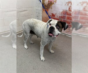 Boxer-Unknown Mix Dogs for adoption in San Bernardino, CA, USA