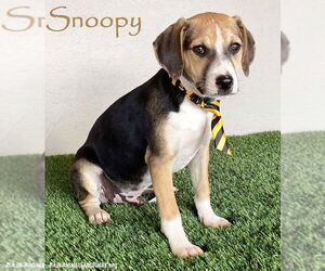 Beagle-Unknown Mix Dogs for adoption in San Diego, CA, USA