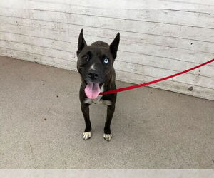 American Pit Bull Terrier-Unknown Mix Dogs for adoption in San Bernardino, CA, USA