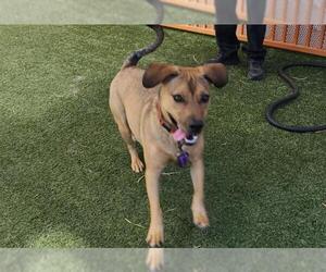 American Pit Bull Terrier-Unknown Mix Dogs for adoption in Las Vegas, NV, USA