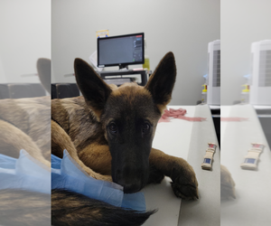 Mutt Dogs for adoption in Imlay City, MI, USA