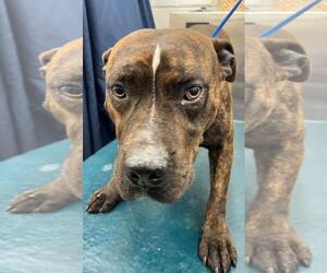 Bulldog-Unknown Mix Dogs for adoption in Mobile, AL, USA