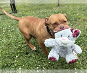 American Pit Bull Terrier Dogs for adoption in Virginia Beach, VA, USA