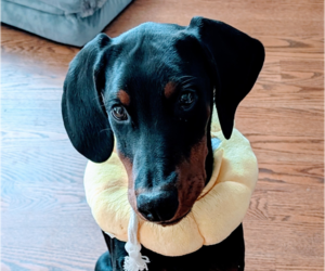 Doberman Pinscher Dogs for adoption in Wheaton, IL, USA