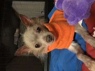 Medium Photo #1 Chihuahua Puppy For Sale in springfield, VA, USA
