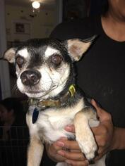 Chihuahua Dogs for adoption in Danbury, CT, USA