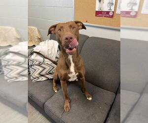 Labrador Retriever Dogs for adoption in Peoria, IL, USA