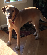 Labrador Retriever Dogs for adoption in Broomfield, CO, USA