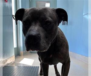 Mutt Dogs for adoption in Newton, NC, USA