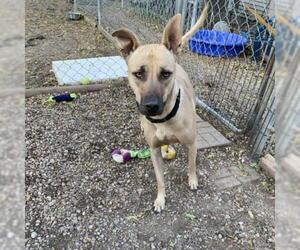 Black Mouth Cur Dogs for adoption in Madison, WI, USA