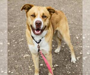 Labrador Retriever-Unknown Mix Dogs for adoption in San Antonio, TX, USA