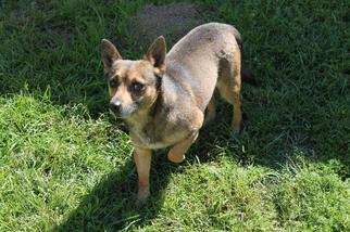 Chi-Corgi Dogs for adoption in Albany, GA, USA