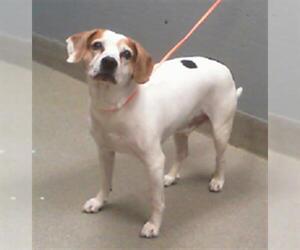 Beagle-Unknown Mix Dogs for adoption in Las Vegas, NV, USA