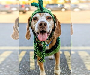 Beagle Dogs for adoption in Rootstown, OH, USA