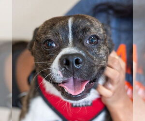 Boston Terrier-Unknown Mix Dogs for adoption in Mundelein, IL, USA