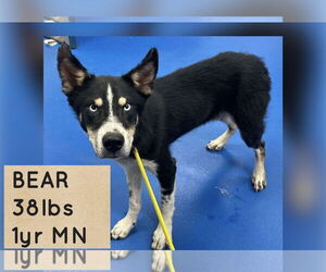 - Mix Dogs for adoption in Woodbury, NY, USA