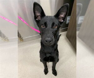 Shepradors Dogs for adoption in Fairbanks, AK, USA