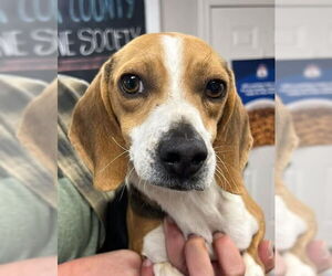 Beagle Dogs for adoption in Bolivar, MO, USA