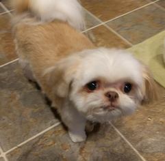 Shih Tzu Dogs for adoption in Rathdrum, ID, USA
