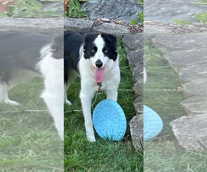 Border Collie Dogs for adoption in Techny, IL, USA