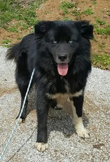 Small Border Collie Mix