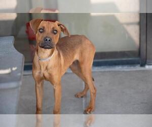 American Pit Bull Terrier-Labrador Retriever Mix Dogs for adoption in Denver, CO, USA