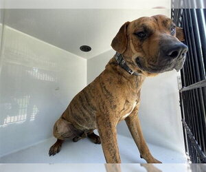 Rhodesian Ridgeback Dogs for adoption in Houston, TX, USA