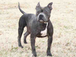 American Staffordshire Terrier Dogs for adoption in Edmond, OK, USA