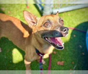 Chihuahua Dogs for adoption in Orlando, FL, USA