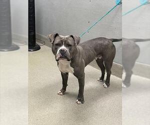 American Bulldog-Unknown Mix Dogs for adoption in Las Vegas, NV, USA