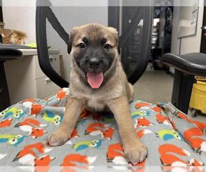 Mutt Dogs for adoption in Stockton, CA, USA