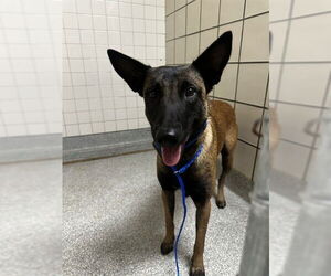 Mutt Dogs for adoption in Pasadena, TX, USA