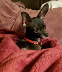 Chihuahua Dogs for adoption in Boise, ID, USA