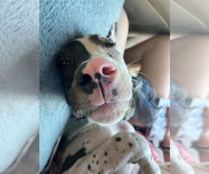 Great Dane Dogs for adoption in Bullard, TX, USA