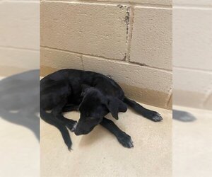 Bloodhound Dogs for adoption in Lufkin, TX, USA