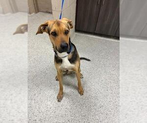 Bloodhound-Unknown Mix Dogs for adoption in Conroe, TX, USA