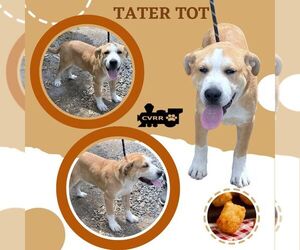 Boxer-Great Pyrenees Mix Dogs for adoption in Lindsay, CA, USA